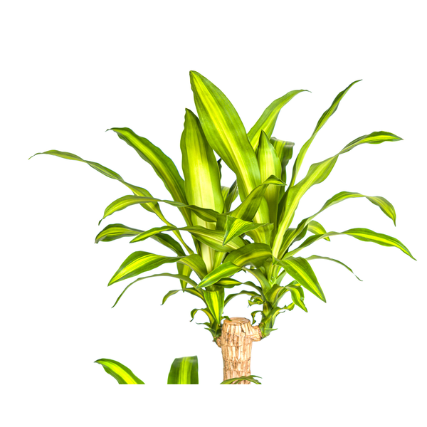 Dracaena Fragrans Massangeana Ø24cm - ?140cm