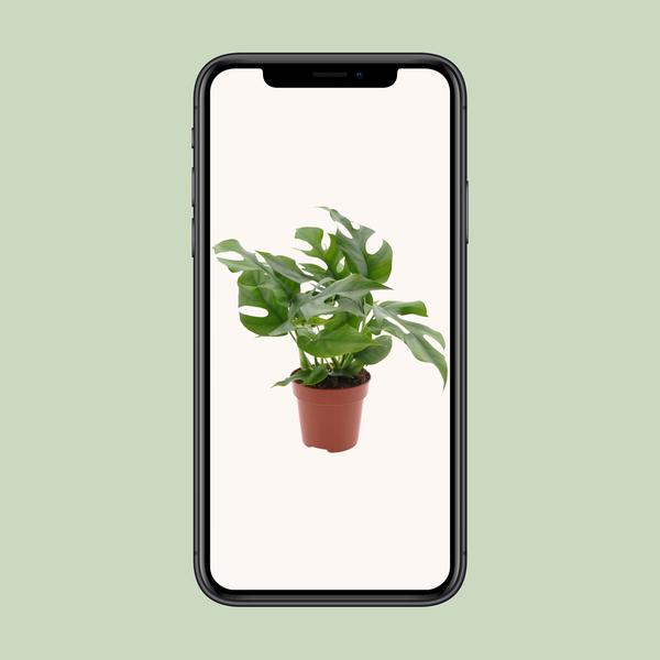 Monstera Minima - Ø12cm - ?25cm