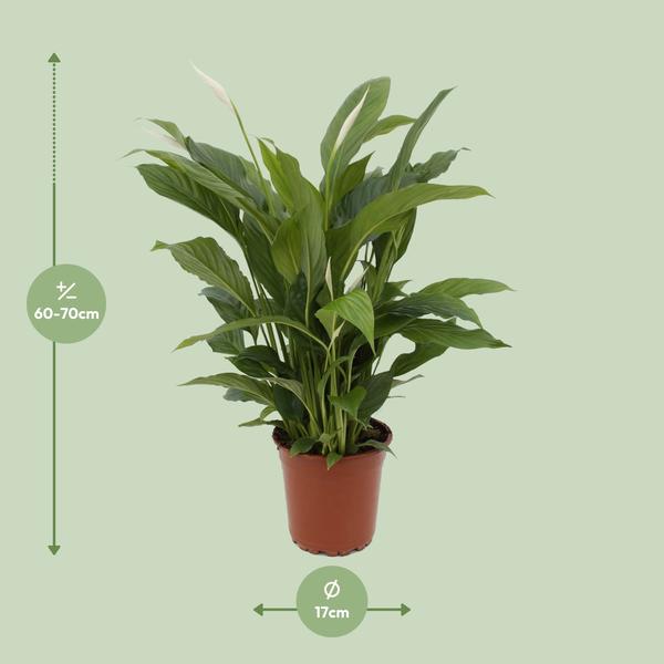 Spathiphyllum Torelli P17 - Ø17cm - ?65cm