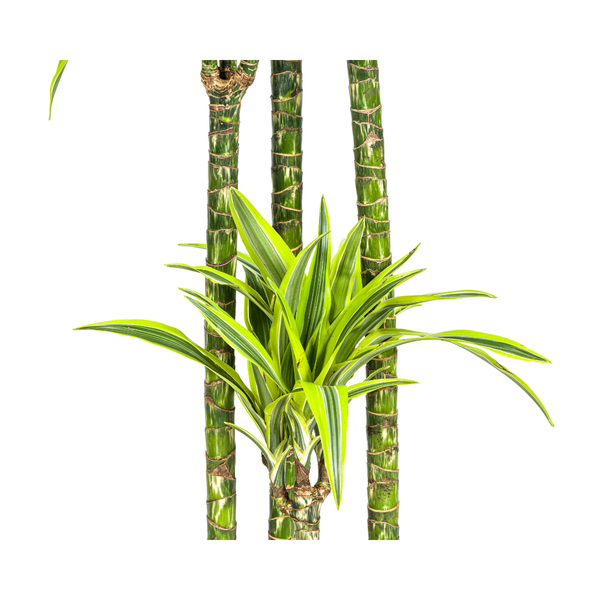 Dracaena Deremensis Lemon Lime Ø27cm - ?180cm