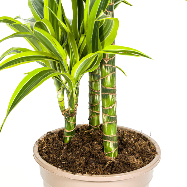 Dracaena Deremensis Lemon Lime Ø21cm - ?100cm
