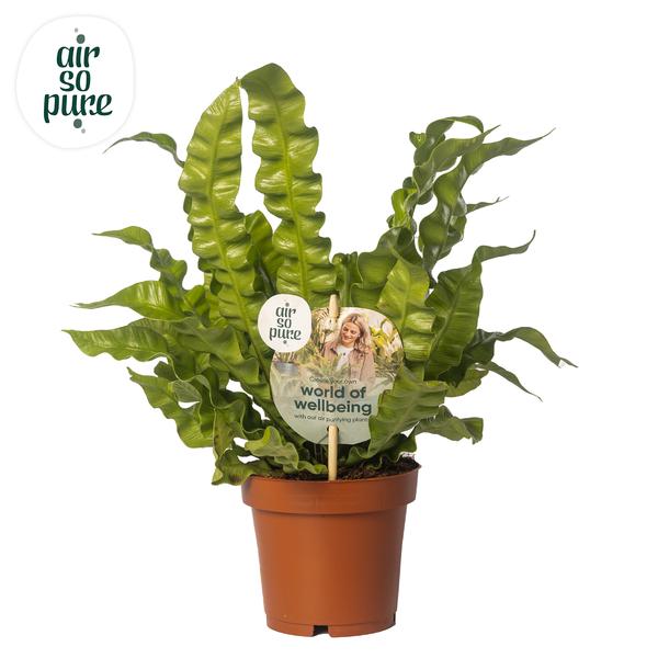 Asplenium Crispy Wave - Ø12cm - ?25cm