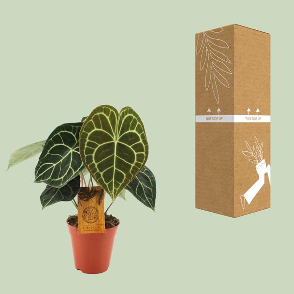Anthurium Clarinervium - Ø15cm - ?25cm