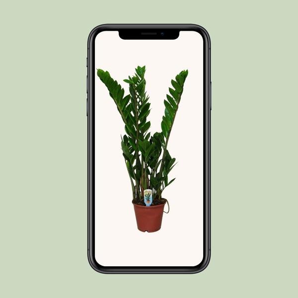 Zamioculcas Zamiifolia - Ø14cm - ?50cm