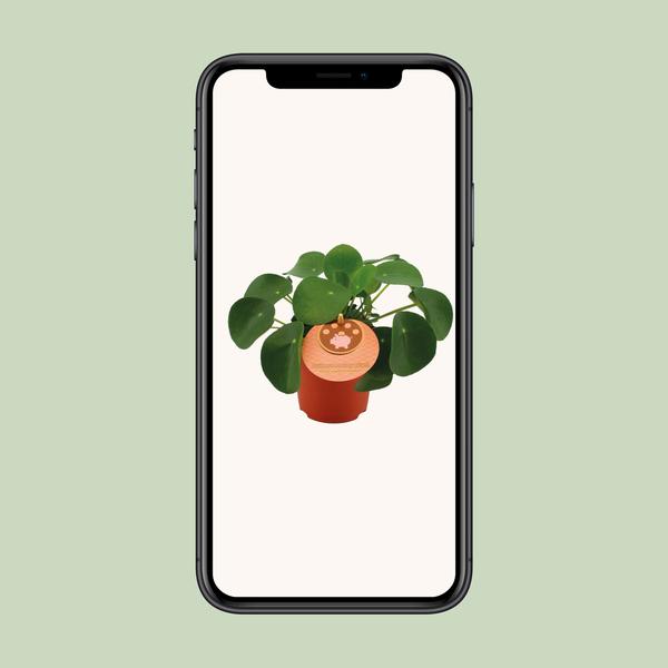 Pilea Peperomioides - Ø11cm - ?15cm