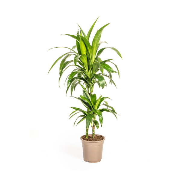 Dracaena Deremensis Lisa Ø19cm - ?80cm