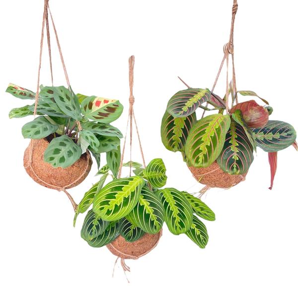 Kokodama Maranta Mix - 3 stuks - Ø15cm - ?20cm