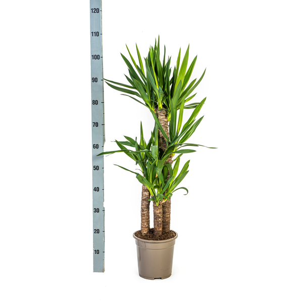 Yucca Elephantipes Ø21cm - ?100cm