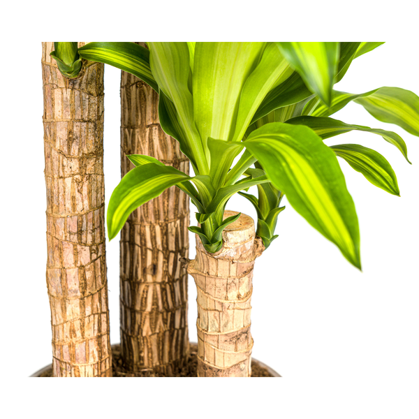 Dracaena Fragrans Massangeana Ø24cm - ?140cm