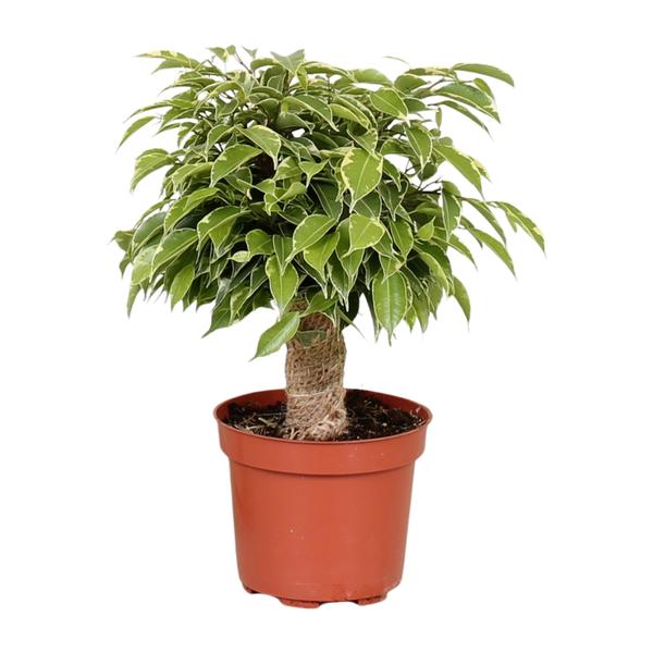 Ficus Benjamina Kinky - Ø12cm - ?28cm