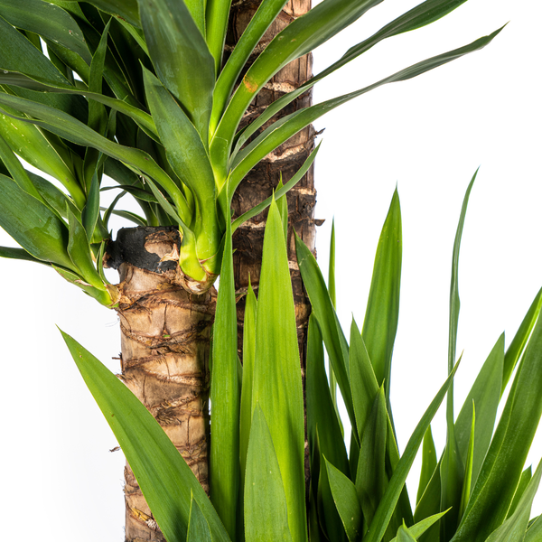 Yucca Elephantipes Ø27cm - ?160cm