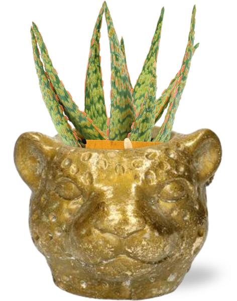 Aloe Hybride - Ø10,5cm - ?15cm + Planter Luipaard D12x9,5cm - Goud