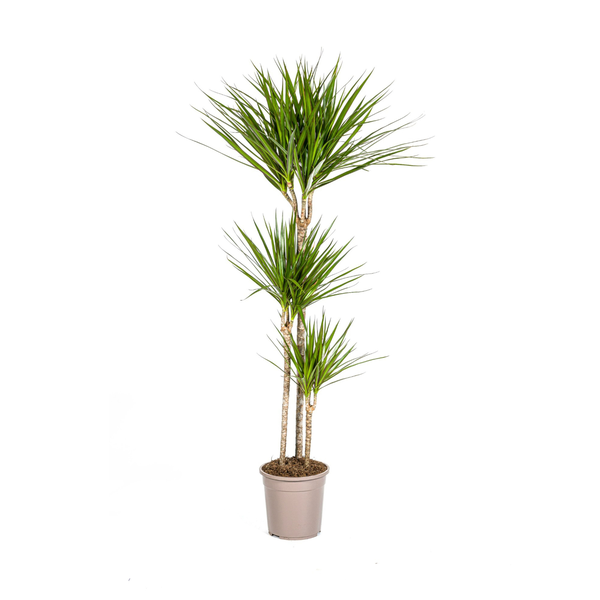 Dracaena Marginata Green Ø24cm - ?140cm