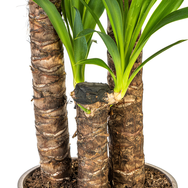 Yucca Elephantipes Ø24cm - ?130cm