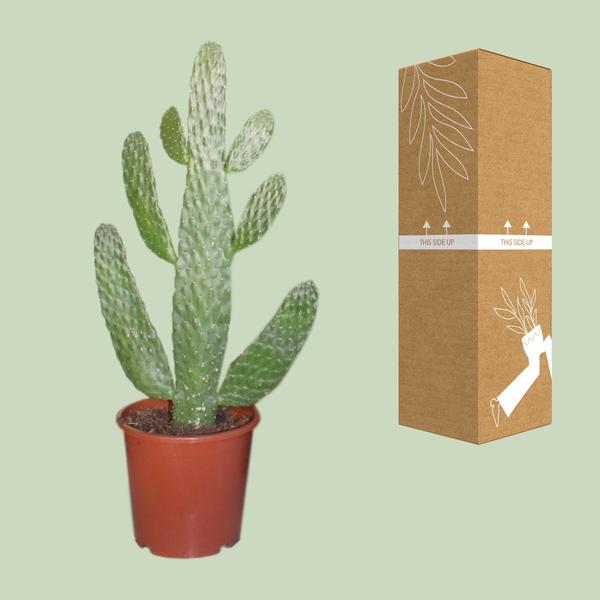 Opuntia Consolea - Ø17cm - ?40cm