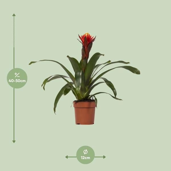 Guzmania Happiness - Ø12 ?45