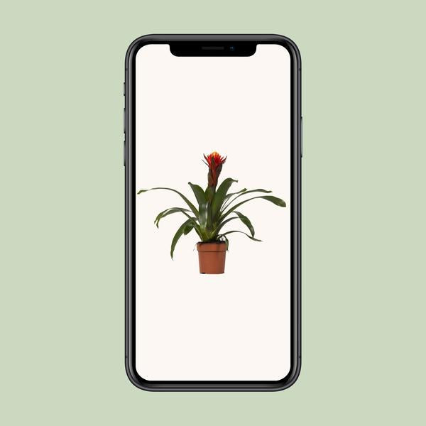 Guzmania Happiness - Ø12 ?45