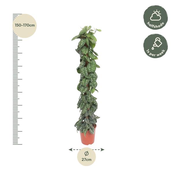 Scindapsus Pictus Trebie mosstok - 160 cm - ø27