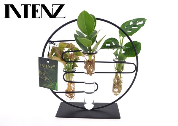 Kamerplanten Intenz Mix In Dubai 2.0 Glas - Ø12cm - ?25cm