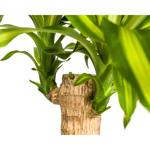 Dracaena Fragrans Massangeana Ø21cm - ?100cm