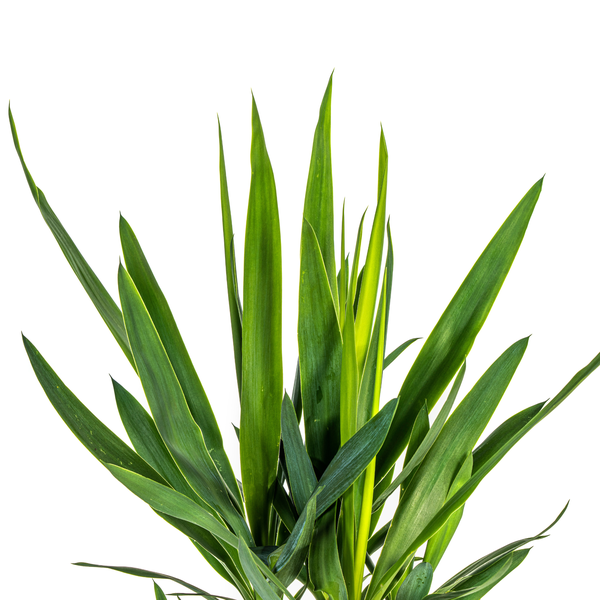 Yucca Elephantipes Ø19cm - ?80cm