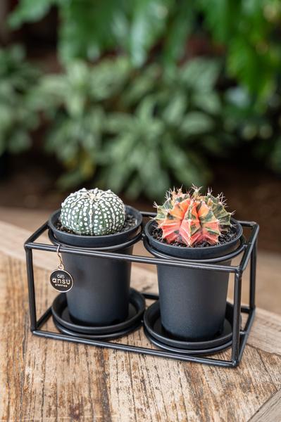 Cactus Duo In Design Frame - Ø17cm - ?12cm