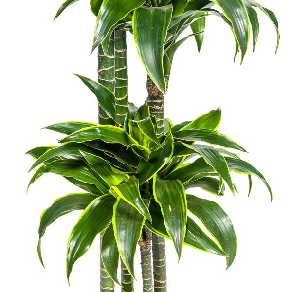 Dracaena Deremensis Dorado Ø27cm - ?180cm
