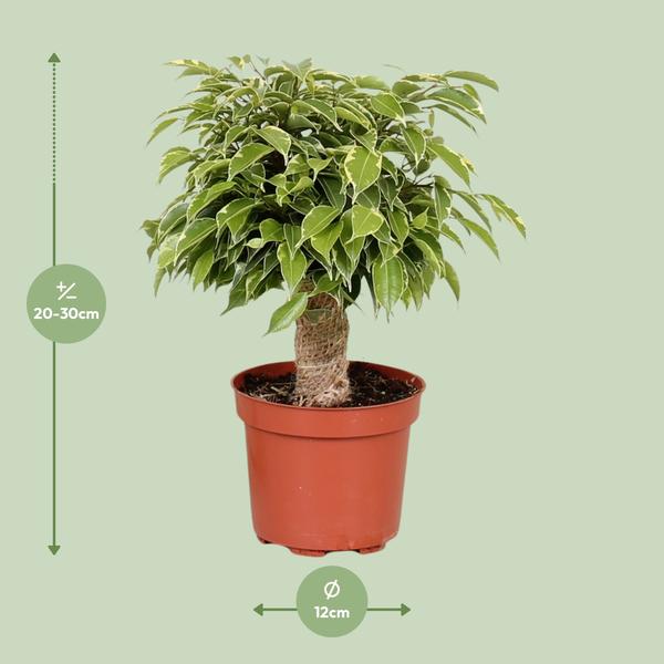 Ficus Benjamina Kinky - Ø12cm - ?28cm