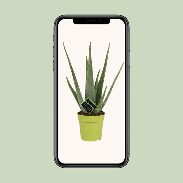 Aloe Vera - Ø12cm - ?45cm