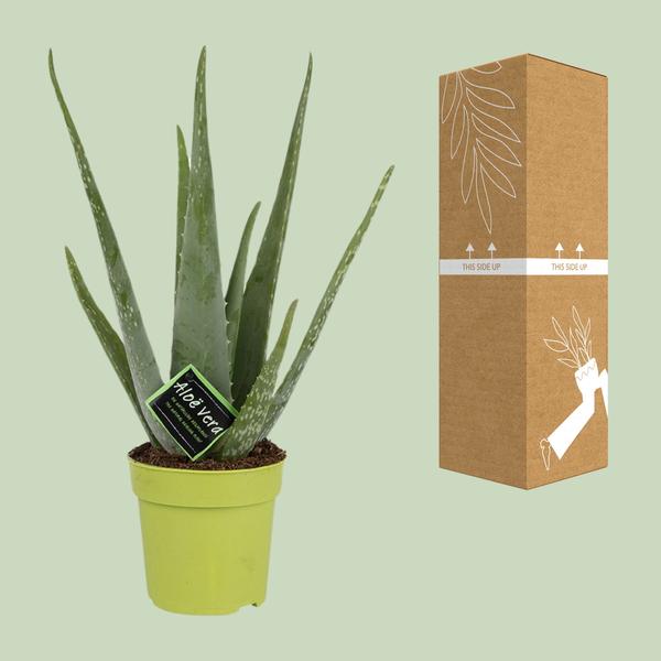 Aloe Vera - Ø12cm - ?45cm