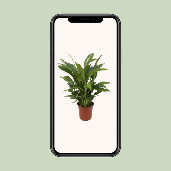 Spathiphyllum Torelli P17 - Ø17cm - ?65cm