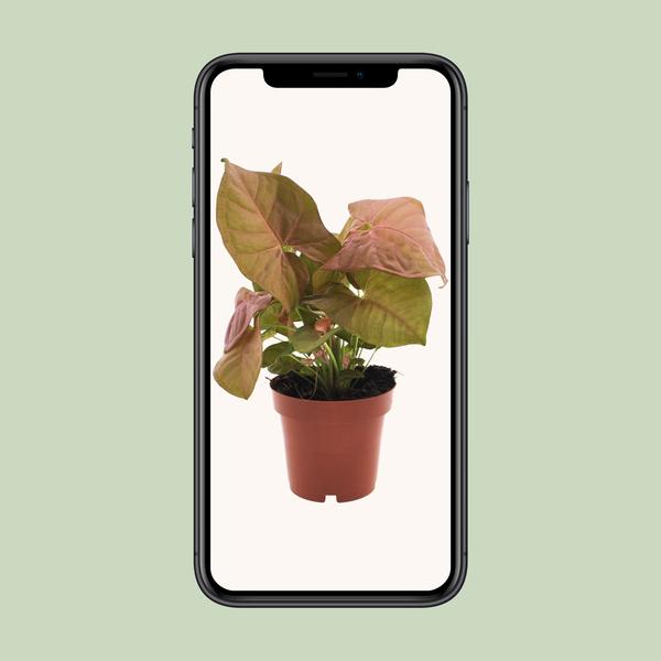 Syngonium Neon - Ø12cm - ?25cm