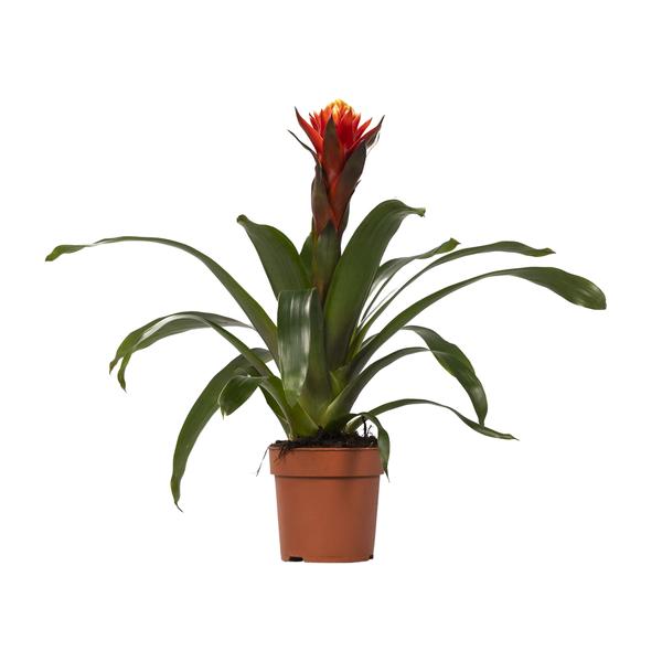 Guzmania Happiness - Ø12 ?45