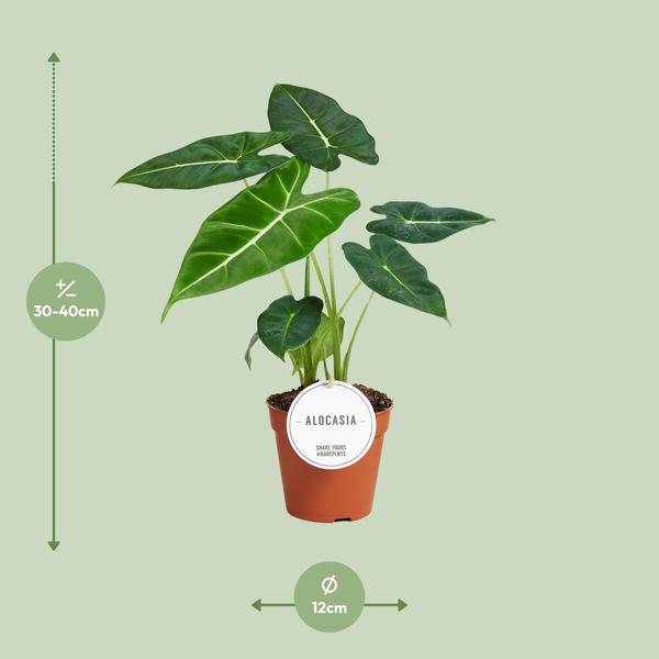 Alocasia Frydek - Ø12cm - ?35cm