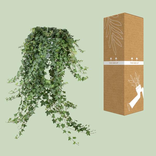 Hedera Helix Pitsburg - Hang/XXL - Ø24cm - ?cm