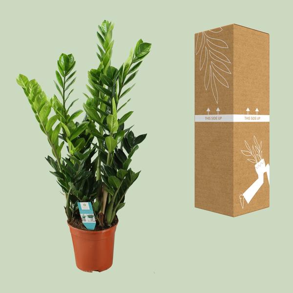 Zamioculcas 21cm - Ø21cm - ?100cm