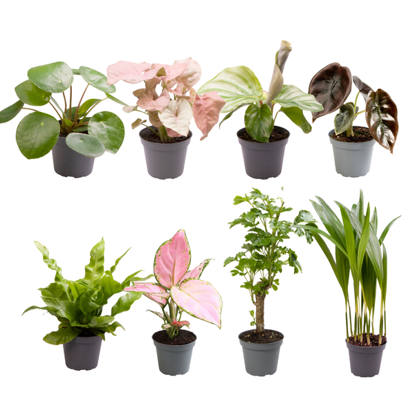 Baby Plantjes Verrassingsbox - Ø6cm - ?12cm - x8