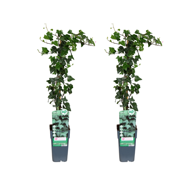 Hedera helix - 2 stuks - Ø15cm - ?65cm