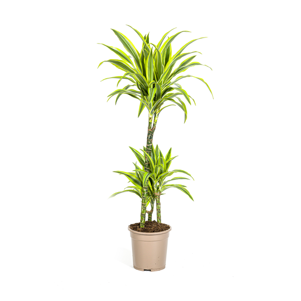 Dracaena Deremensis Lemon Lime Ø21cm - ?100cm