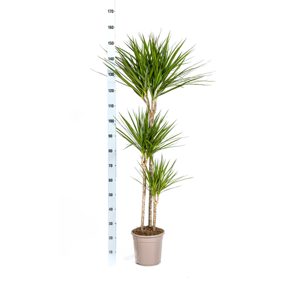 Dracaena Marginata Green Ø24cm - ?140cm
