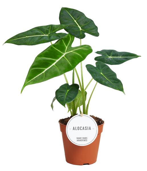 Alocasia Frydek - Ø12cm - ?35cm