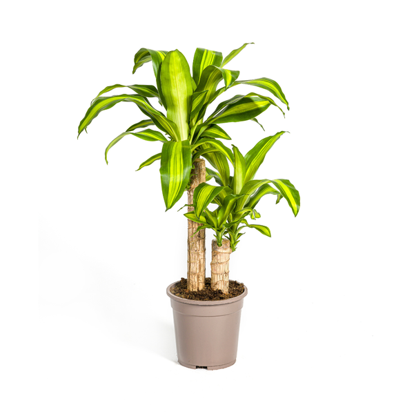 Dracaena Fragrans Massangeana Ø19cm - ?80cm