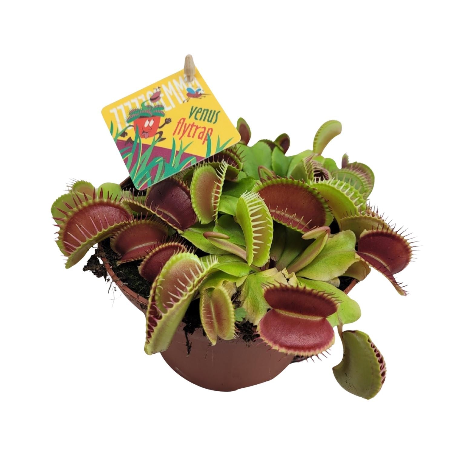 Vleesetende planten