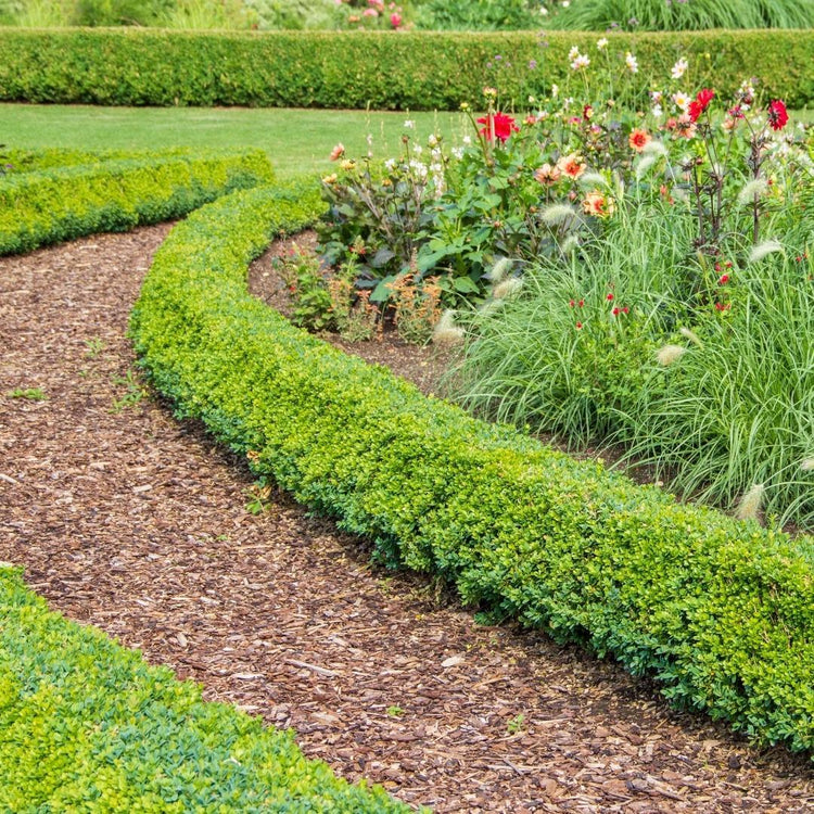 Buitenplanten