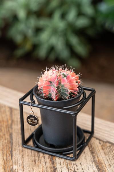 Cactussen en vetplanten