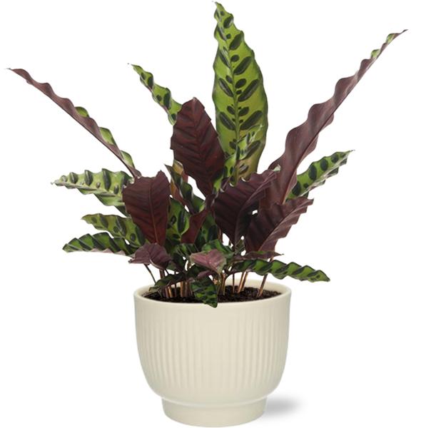 Kamerplanten