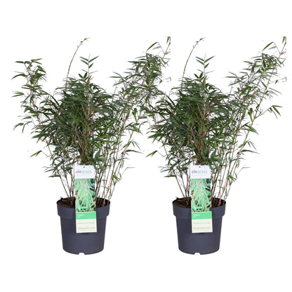 2x Fargesia rufa - ↨80cm - Ø23