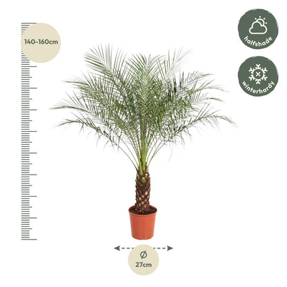 Phoenix Roebelenii - 170 cm - ø30