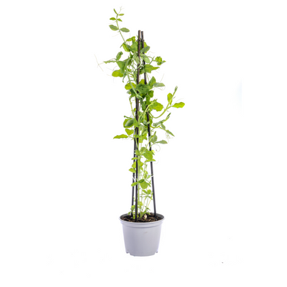 Mix aus Kletterpflanzen: Rhodochiton, Cobea, Lathyrus & Ipomoea Ø13 cm - ↕60 cm