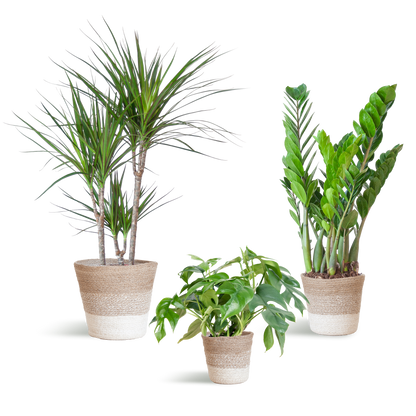 Schaduw Plantenbox - medium - met mand Lissabon wit